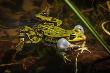kleiner Wasserfrosch / Teichfrosch