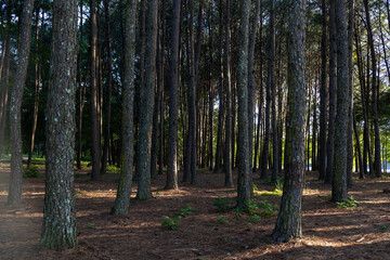 Fototapeta premium trees in the forest