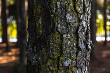 Bark of a tree with moisture and fungus.
