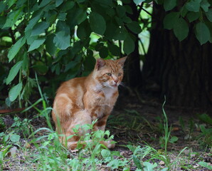 Naklejka na ściany i meble A red-haired cat is sitting under a green tree