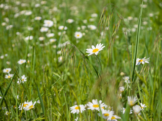 Chamomile flowers among field grass on a meadow on a sunny summer day. Close-up
