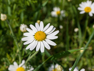 White chamomile flower with a yellow center among green grass on a sunny summer day. Close-up