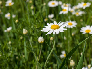 Chamomile flower among green grass on a sunny summer day. Close-up