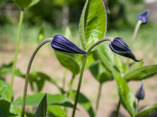 Clematis buds in the garden, on a sunny summer day. Close-up