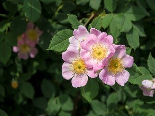 Several pink rosehip flowers on a bush, among green leaves, on a sunny summer day. Close-up