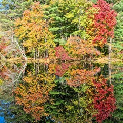 Autumn color of trees at bank of Rea&rsquo;s Pond symmetrically reflecting on water&rsquo;s surface.