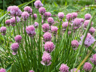 Wild onion (allium) flowers growing in the garden on a sunny summer day. Close-up