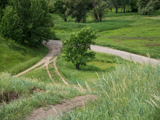 Crossing several dirt roads with trees and grass growing between them on a summer day.
