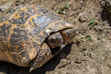 Turtle walking on the ground.