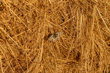 straw bale background