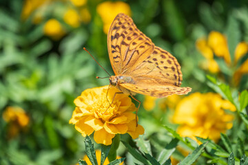 The dark green fritillary butterfly collects nectar on flower. Speyeria aglaja is a species of butterfly in the family Nymphalidae.