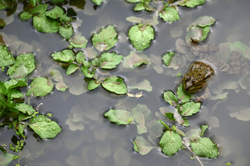 Edible frog in pond habitat