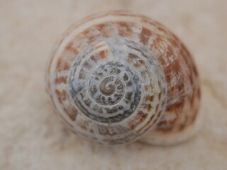 Snail shell on a smooth light stone. The golden ratio in nature. The dwelling of a gastropod mollusk. The external skeleton of gastropods.