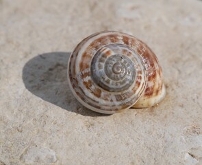 Snail shell on a smooth light stone. The golden ratio in nature. The dwelling of a gastropod mollusk. The external skeleton of gastropods.