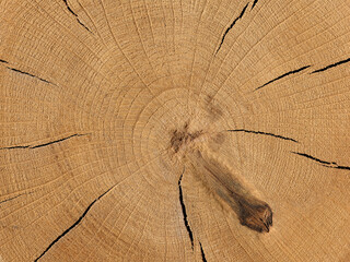 The texture of a saw cut tree. Wooden background closeup