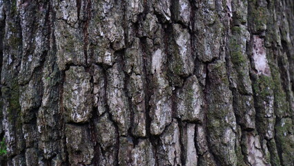 Close-up of an old tree