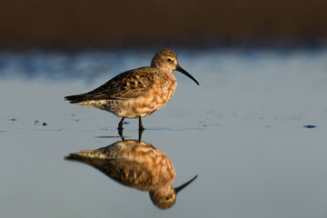 Curlew sandpiper (Calidris ferruginea)