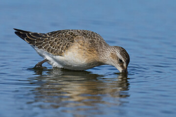 Curlew sandpiper (Calidris ferruginea)