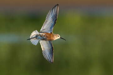Curlew sandpiper (Calidris ferruginea)