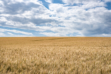 grain field under a partly cloudy sky