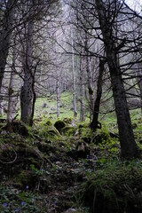 a vertical shot of a mouintain forest