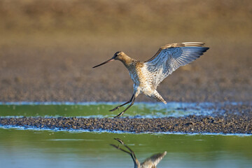 Bar-tailed godwit (Limosa lapponica)