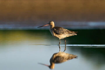 Bar-tailed godwit (Limosa lapponica)