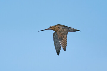 Bar-tailed godwit (Limosa lapponica)