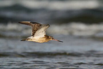 Bar-tailed godwit (Limosa lapponica)