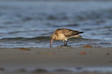 Bar-tailed godwit (Limosa lapponica)