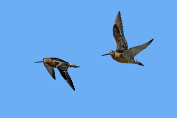 Bar-tailed godwit (Limosa lapponica)