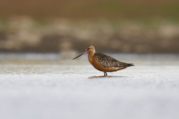Bar-tailed godwit (Limosa lapponica)