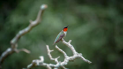 Beautiful Ruby Throated Hummingbird Perched On A Branch
