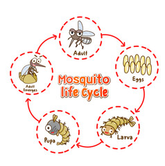 Mosquito’s life cycle vector.