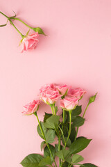 Fototapeta na wymiar Pink roses on the pink background.Top view. Copy space. Closeup. Location vertical.