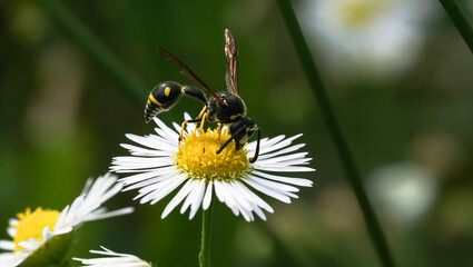 A wasp that feeds on the nectar of flowers