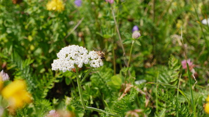 a bee pollinating a flower