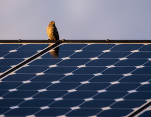 Sparrow sitting on top of solar panels