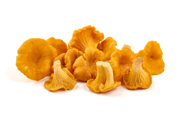 Chanterelle or girolle mushrooms, isolated on white background.