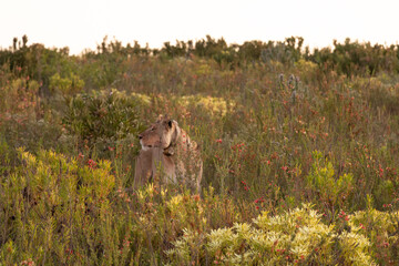 Lioness in the savannah