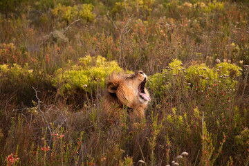 Male lion yawning