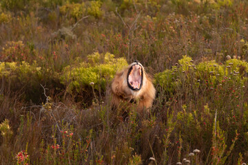 Wild animal in South Africa. Male lion