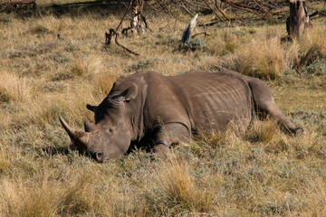 White rhino in Sudafrica laying after anesthesia 