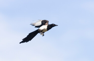 Magpie in Flight
