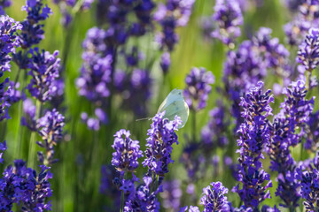 butterfly sits on lavender flower