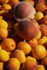 Naklejka na ściany i meble Huge peach among Ripe yellow apricots close-up, top view