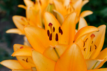 close up of orange lily