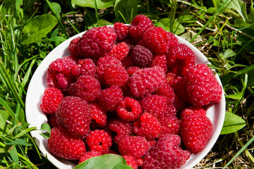 raspberries in the garden