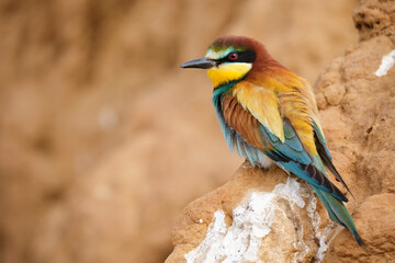 Multicolored bee eater on rocky formation