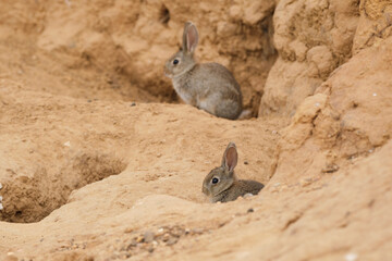 Rabbits guarding burrow near cliff